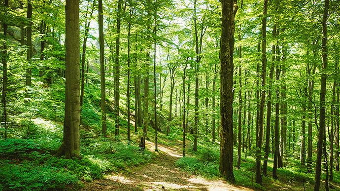 eco-forests-thumbnail