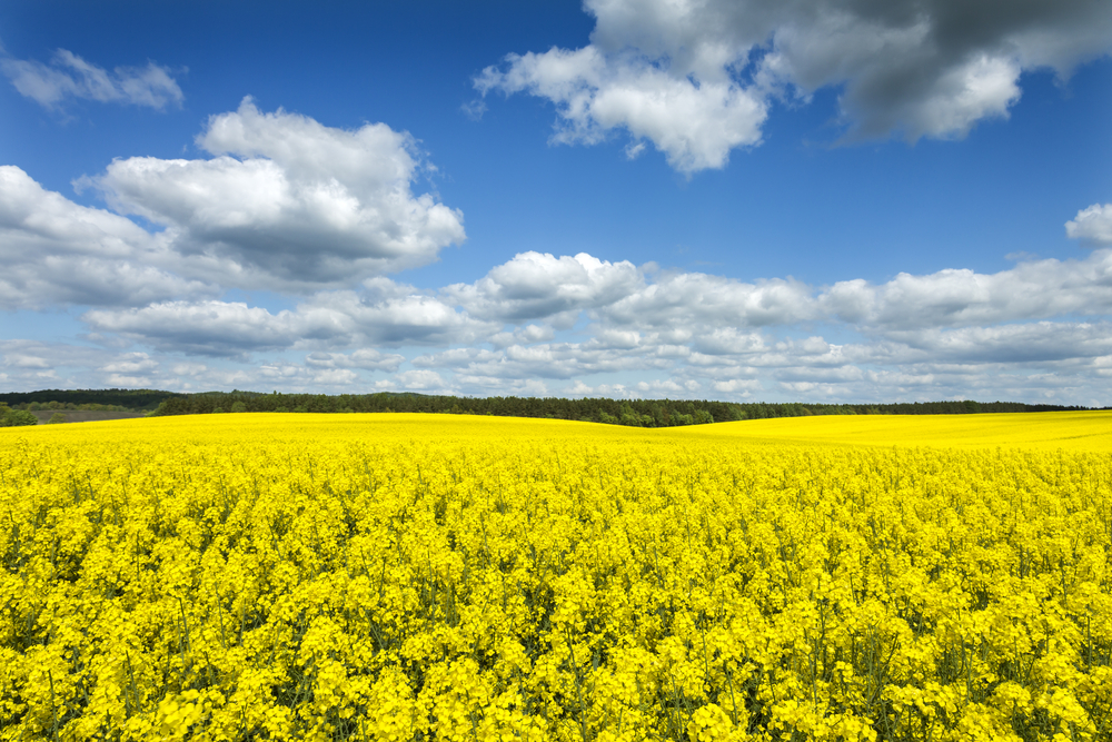shutterstock_300196466-1