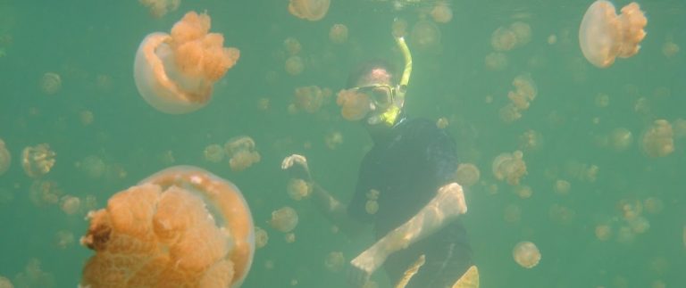 3. snorkeling jelly fish lake, Palau (2)