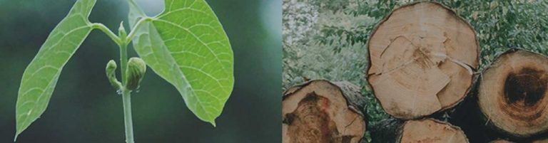 gcas-masthead-plant-wood-1024x268