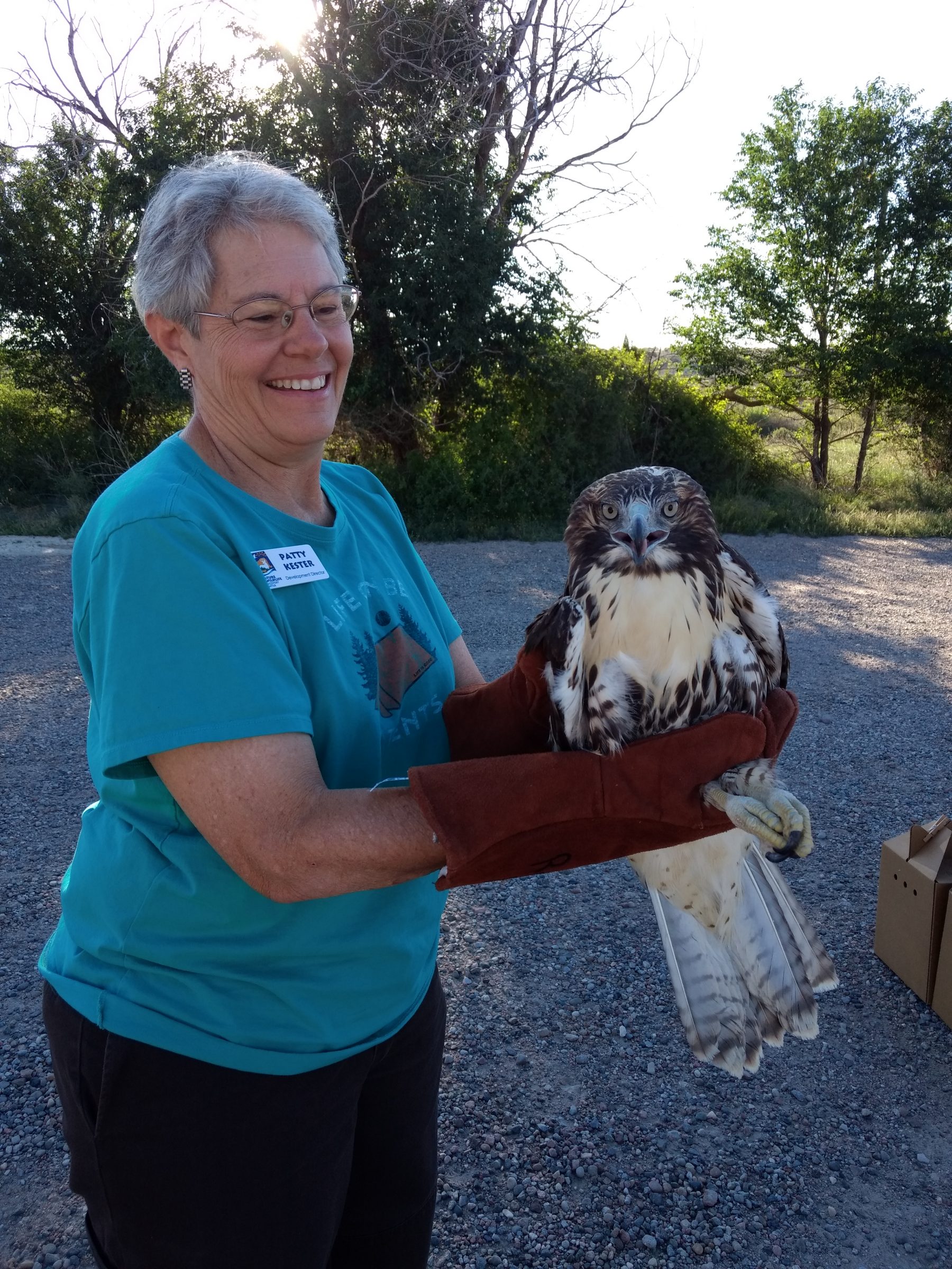 PK with Red-tailed Hawk