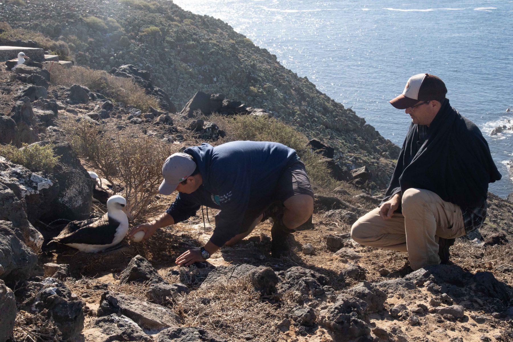BFAL translocation Guadalupe Island Jan 2021-1722-1