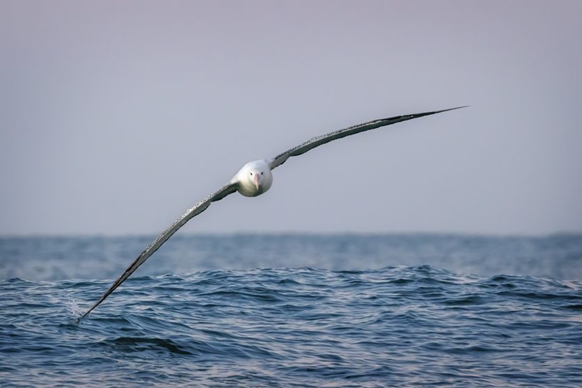 Albatross_1