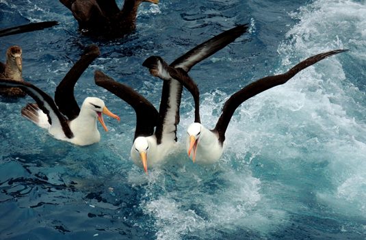 Albatross_2