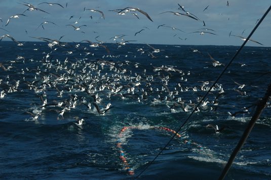 Albatross_3