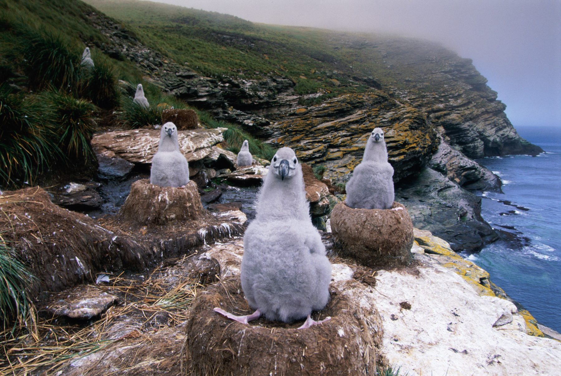 Creating Conditions for Albatross to Thrive: Fishery Solutions