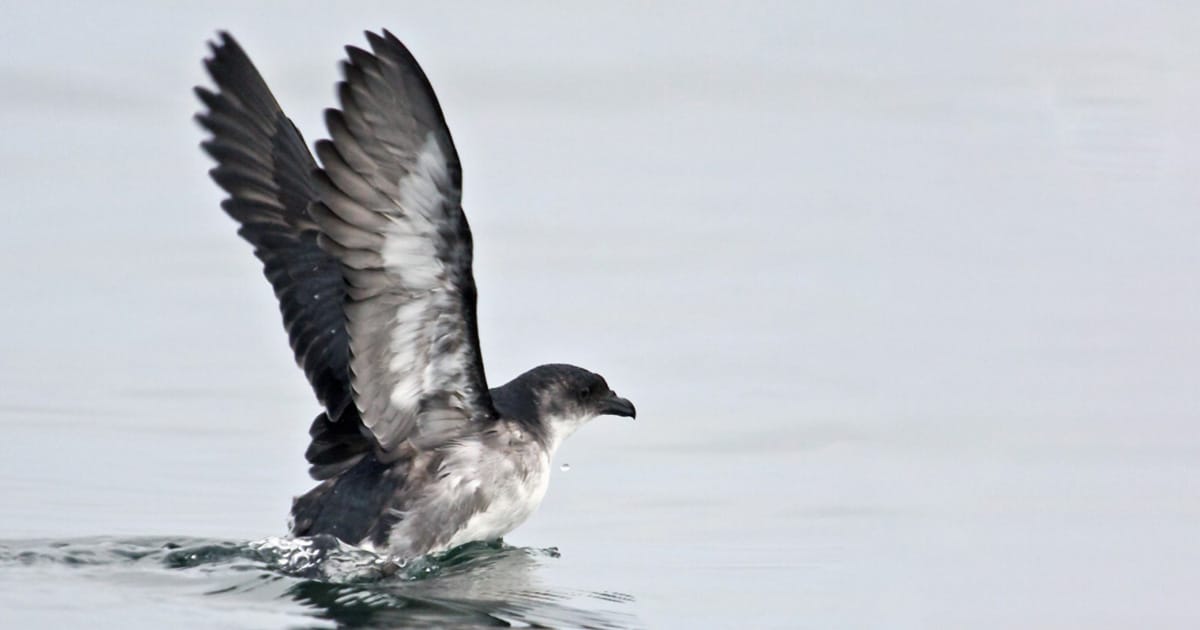 Rare Local Birds Return to a Chilean Island Following Restoration • The ...
