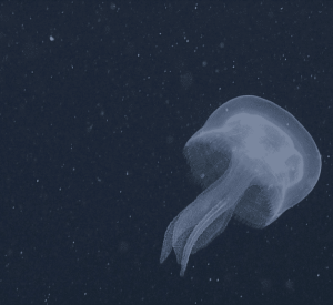 Mbari.png Mbari.png